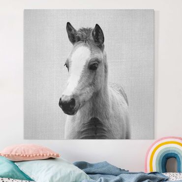 Canvas print - Baby Horse Philipp Black And White - Square 1:1