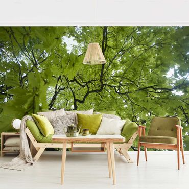 Wallpaper - Treetop