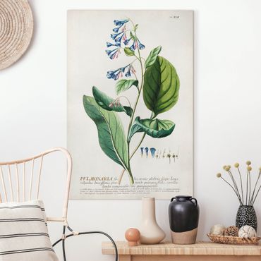Print on canvas - Vintage Botanical Illustration Lungwort