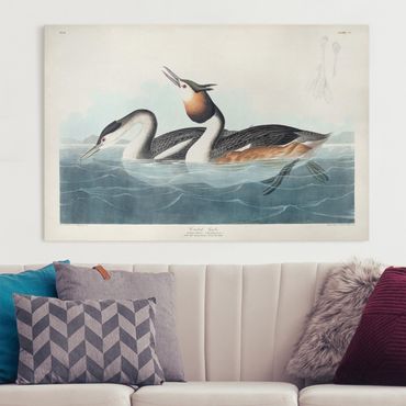 Print on canvas - Vintage Board Grebes