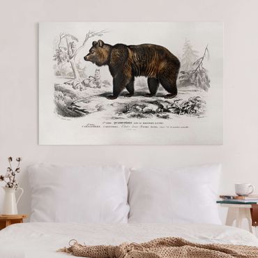 Print on canvas - Vintage Board Brown Bear