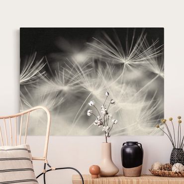 Natural canvas print - Moving Dandelions Close Up On Black Background - Landscape format 4:3
