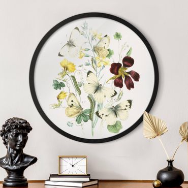 Circular framed print - British Butterflies II