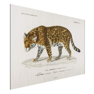 Print on aluminium - Vintage Board Jaguar
