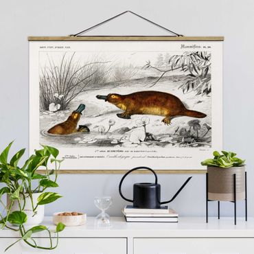Fabric print with poster hangers - Vintage Board Platypus