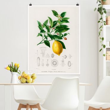 Poster - Botany Vintage Illustration Of Lemon