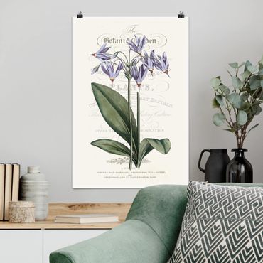 Poster flowers - Botanical Tableau - Shooting Star