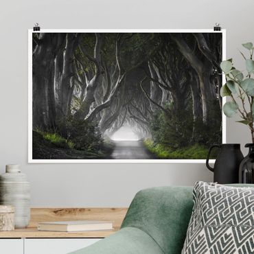 Poster - Forest In Northern Ireland