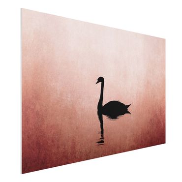 Print on forex - Swan In Sunset