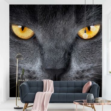 Wallpaper - Cat's Gaze