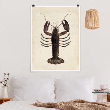 Poster - Vintage Illustration Lobster