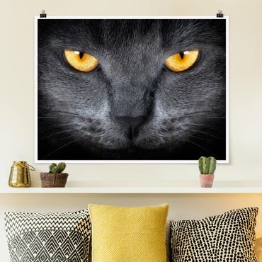 Poster - Cat's Gaze