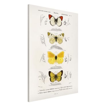 Magnetic memo board - Vintage Board Butterflies II