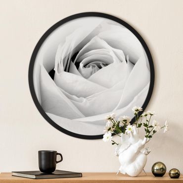 Circular framed print - Close Up Rose
