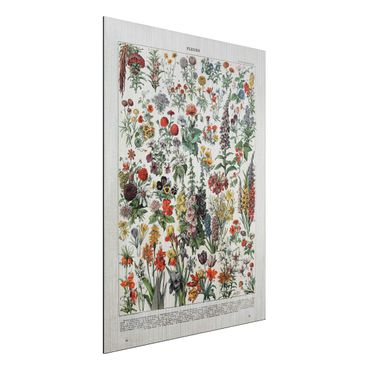 Print on aluminium - Vintage Board Flowers IV