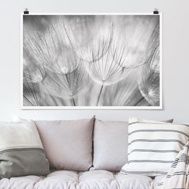 Poster - Dandelions Macro Shot In Black And White