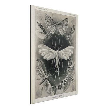 Print on aluminium - Vintage Board Moths And Butterflies