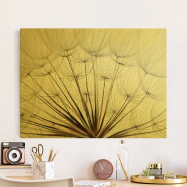 Canvas print gold - Beautiful Dandelion Macro Shot