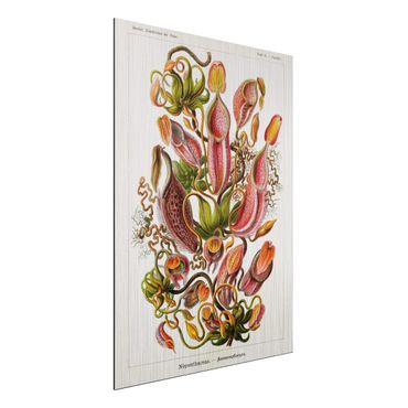 Print on aluminium - Vintage Board Plants Illustration Red Green