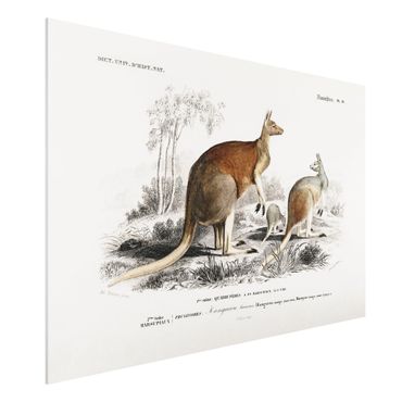 Print on forex - Vintage Board Kangaroo
