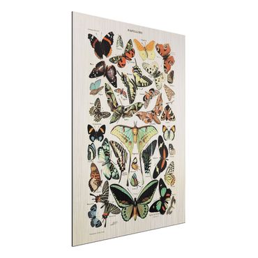 Print on aluminium - Vintage Board Butterflies And Moths