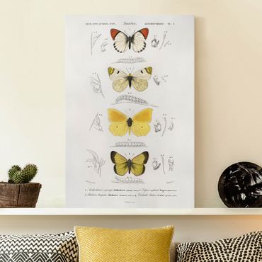 Print on canvas - Vintage Board Butterflies II