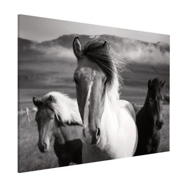 Magnetic memo board - Wild Horses Black And White