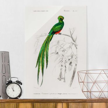 Glass print - Vintage Board Tropical Bird I