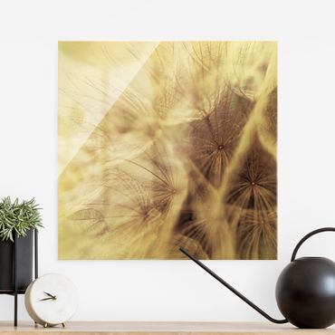 Glass print - Detailed Dandelion Macro Shot With Vintage Blur Effect - Square