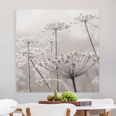Print on canvas - Umbel Covered In Hoarfrost