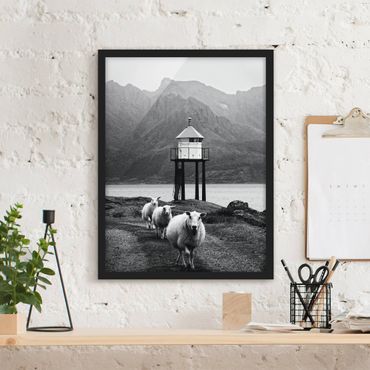 Framed poster - Three Sheep On the Lofoten