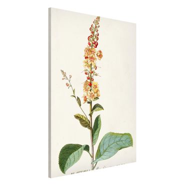 Magnetic memo board - Vintage Botanical Illustration Mullein