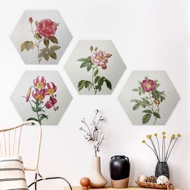 Alu-Dibond hexagon - Pierre Joseph Redoute - Roses And Lilies
