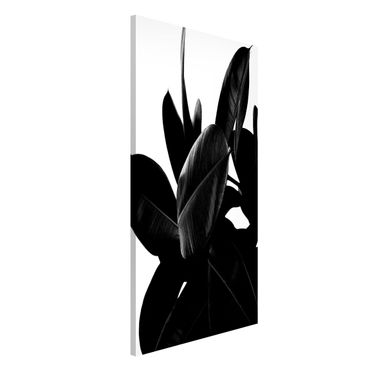 Magnetic memo board - Rubber Tree Black And White