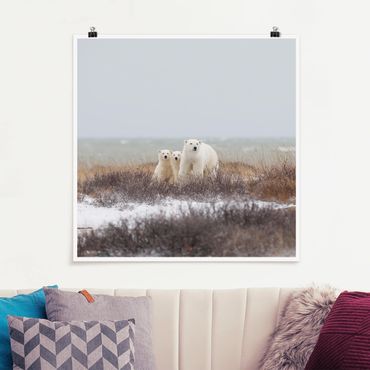 Poster - Polar Bear And Her Cubs