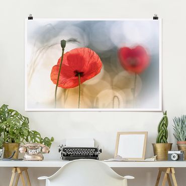 Poster - Poppies In The Morning