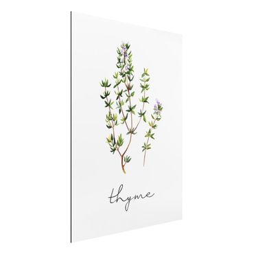 Print on aluminium - Herbs Illustration Thyme