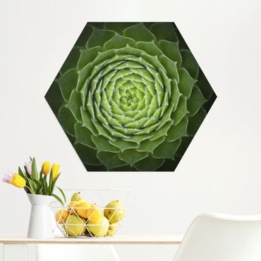 Alu-Dibond hexagon - Mandala Succulent