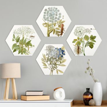 Alu-Dibond hexagon - Wild Herbs Board Set II