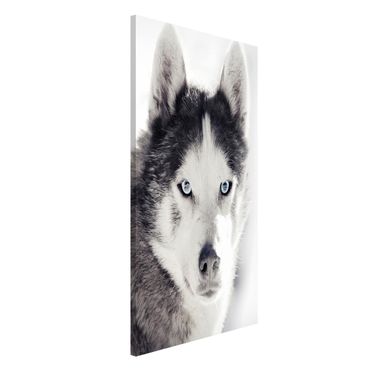 Magnetic memo board - Husky Portrait