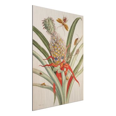 Print on aluminium - Anna Maria Sibylla Merian - Pineapple With Insects