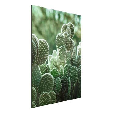 Print on aluminium - Cacti