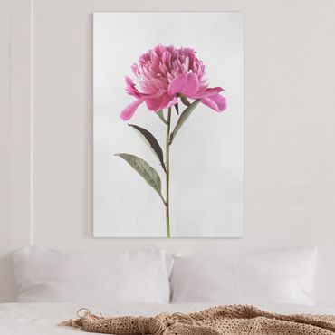 Canvas print - Blooming Peony Pink On White