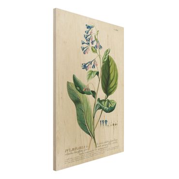 Print on wood - Vintage Botanical Illustration Lungwort