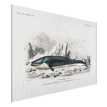 Print on aluminium - Vintage Board Blue Whale