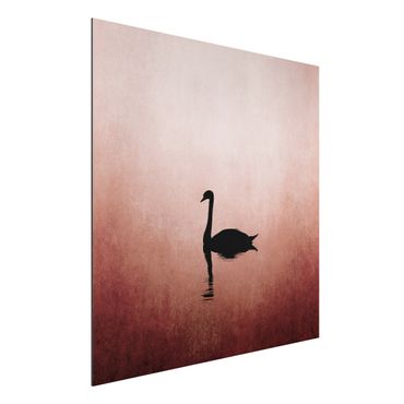 Alu-Dibond print - Swan In Sunset