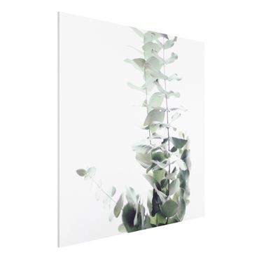 Print on forex - Eucalyptus In White Light - Square 1:1