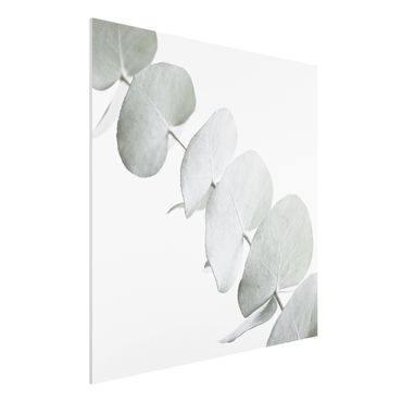 Print on forex - Eucalyptus Branch In White Light - Square 1:1