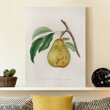 Print on canvas - Botany Vintage Illustration Yellow Pear