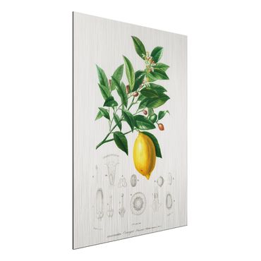 Print on aluminium - Botany Vintage Illustration Of Lemon